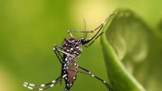 petconecta_dengue