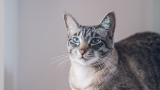 gato-cinza-r338oqppz9zkwf7yd9volmft0dcgiwrv3vwsz1j8n4