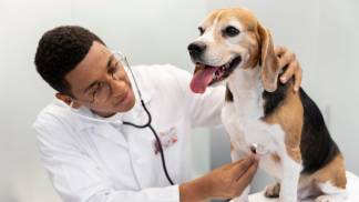 Veterinario