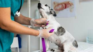 close-no-veterinario-cuidando-cachorro