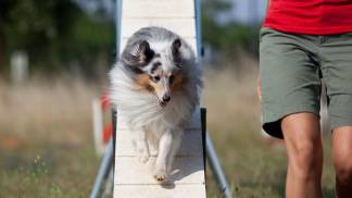 handler (11)
