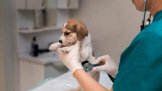 Atendimento VET