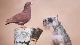 cachorro-olhando-para-pomba-1-r8xw5y3ydbj76lxepryb07l0drfrjhik671bq7ztkw