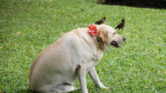 petfood form (5)