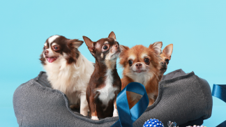 petfood forum brasil