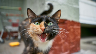 petfood forum brasil (1)