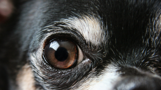 petfood forum brasil (8)