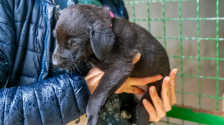 petfoodforumbrasil (6)