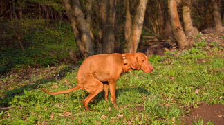 petfoodforumbrasil (15)