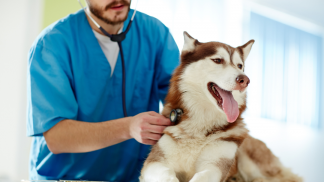 petfoodforumbrasil (21)