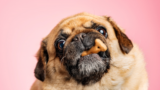 petfoodforumbrasil (36)