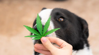 petfoodforumbrasil (37)