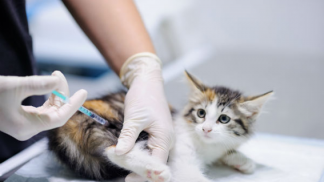 Tríplice, quádrupla ou quíntupla