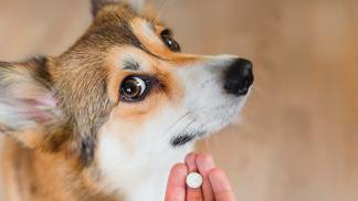 como-dar-remedio-para-caes-e-gatos