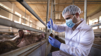 professional-veterinarian-white-coat-mask-holding-syringe-medicine-preparing-vaccination-pigs-prevent-diseases-1-scaled