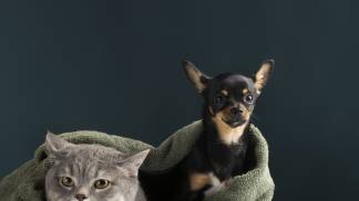 beautiful-pet-portrait-small-dog-cat (2)