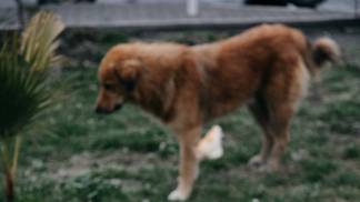homeless-dogs-walking-park